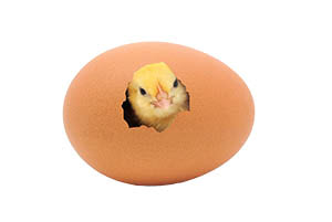 Baby chick look out of its shell.