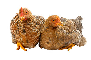 Pair of speckled pullets sitting.